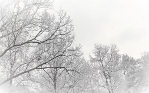 Snow Covered Leaveless Bare Trees